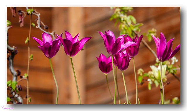 11496 - Tulipes