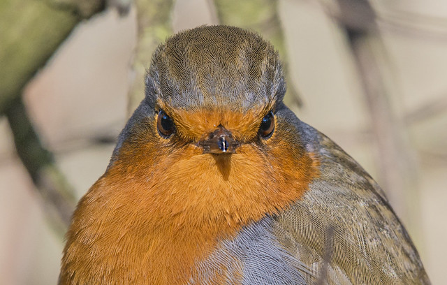 Close-up of Eurasian Robin.