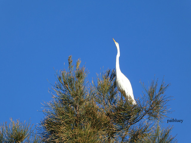 A heron way up in a tree at Warilla