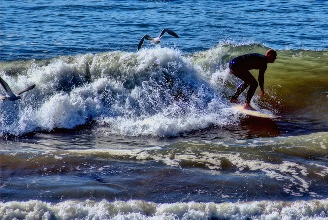 Surfing With Gulls