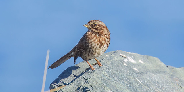 Ready to sing - Song Sparrow