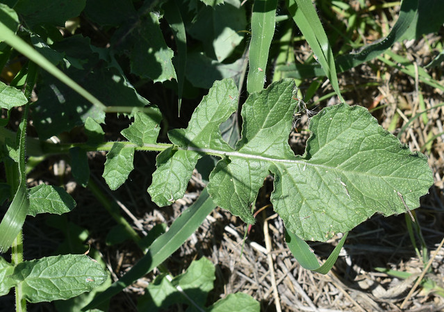 Brassica tournefortii?, Capella, QLD, 23/09/22