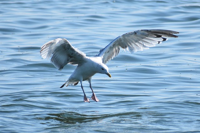 Pennsylvania wildlife - Seagull @ Presque Isle State Park - Erie, PA