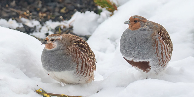 So Fluffy in the snow - Grey Partridge