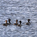 Flickr photo 'Lesser Scaups (Aythya affinis) with a Ring-necked Duck' by: Mary Keim.