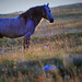 The wild horse enjoys the freedom and the morning sun rays