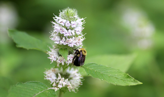 Two-spotted Bumble Bee on Hairy Wood Mint