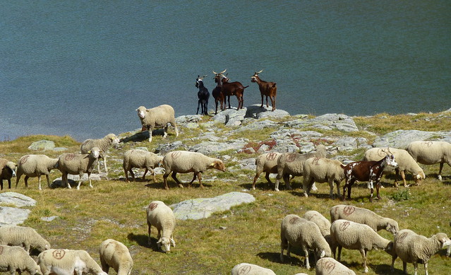 est-ce que les chèvres sont plus sensibles au paysage ?