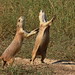 Singing Prairie Dogs at the Rocky Mountain Arsenal.