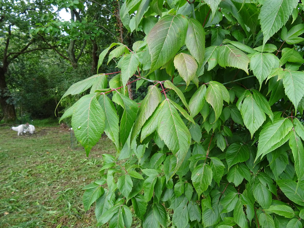 Acer negundo subsp. Mexicanum (DC.) Wesmael 1890 (SAPINDACEAE).