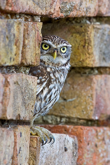 Little Owl Yorkshire England