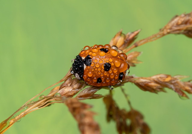 Seven-spotted lady beetle.