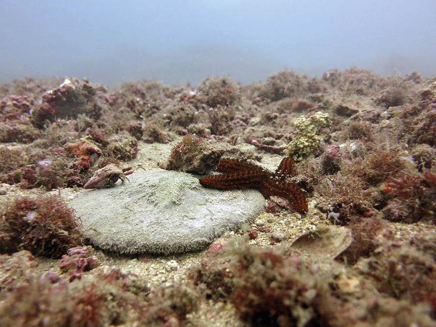 巴西南部海域紅藻石床上的海洋生物群落。圖片來源：PA Horta / Wikimedia Commons（CC-BY-SA-4.0）