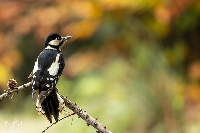 Autumn Woodpecker 🍂