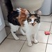 Can you believe Mumu was just found hanging around a local feral feeding station, unclaimed? This beautiful girl with a feather-duster tail and copious ear floof has a charming personality. She lights up the room! She's around 4 months old and freshly spa