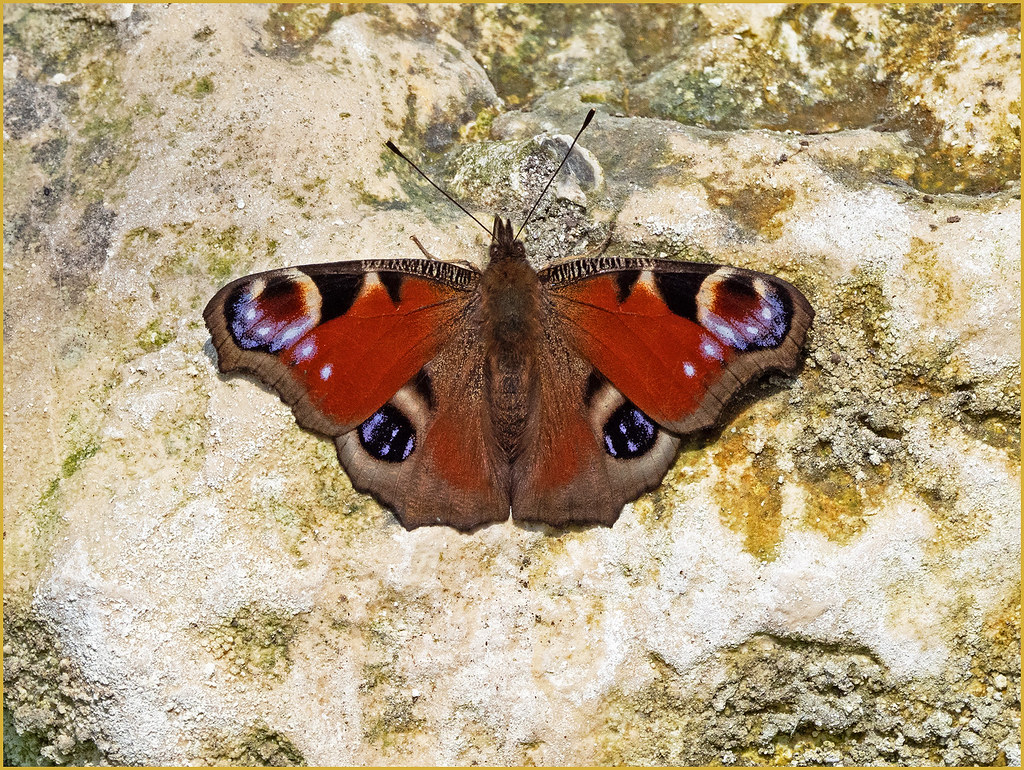 THE PEACOCK | OLYMPUS DIGITAL CAMERA | Gary Margetts LRPS | Flickr