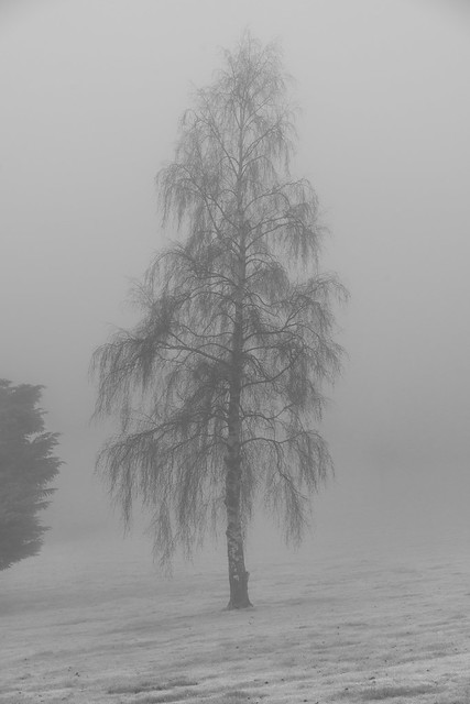 Foggy Birch (Betula pendula)