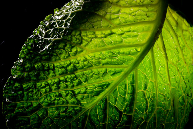 Savoy cabbage leaf backlit - My entry for todays 