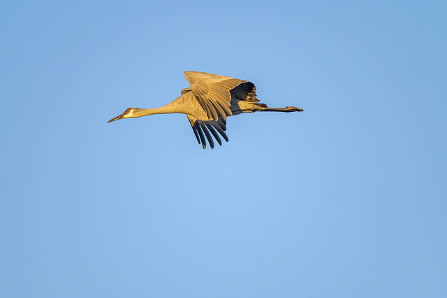 Sandhill Crane in flight Wings Cupped