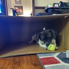 Luna in a box 2