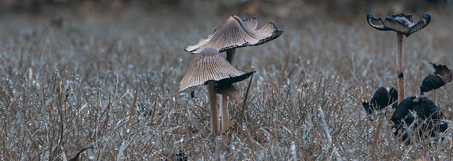 Glistening Inkcap Mushrooms