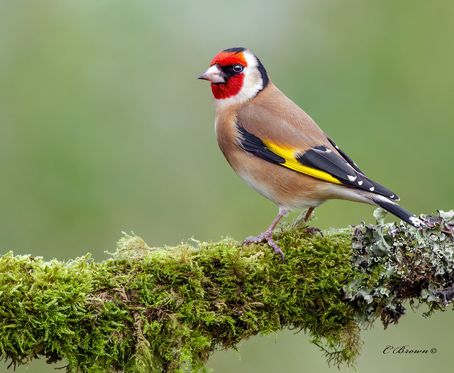 European Goldfinch (carduelis carduelis ) -  King of the castle !!