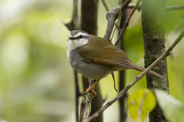 White-striped Warbler (Myiothlypis leucophrys)