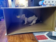 Luna in a box