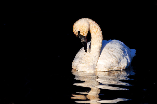 Tundra Swan (lifer)