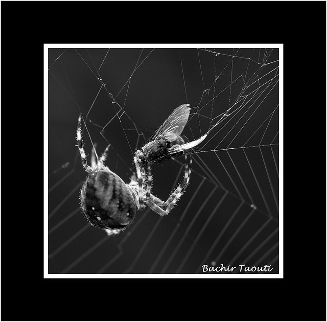 b- Spider's web