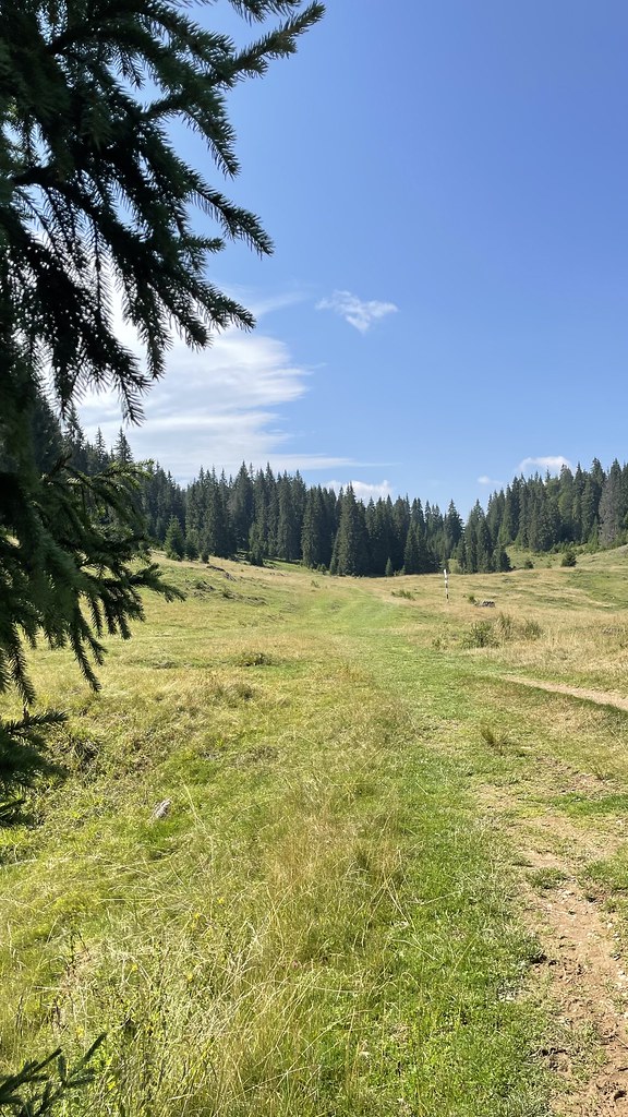 Meadow at the end of which is a fir forest, plain, fir forest, sunny summer day in the middle of nature, vegetation everywhere, vast plain
