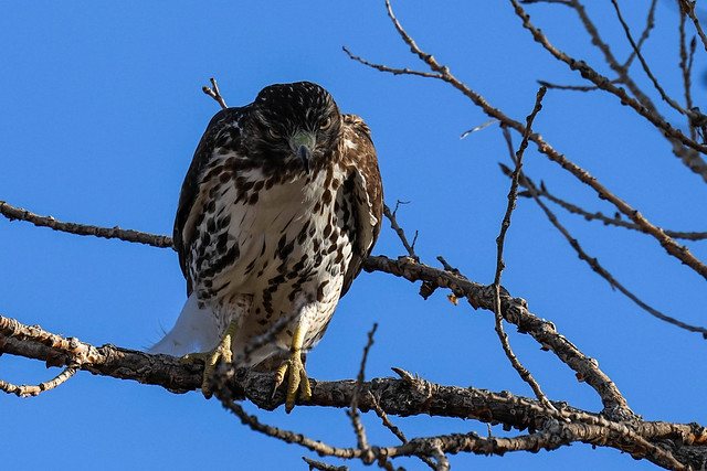 Red-tailed Hawk - Hunting