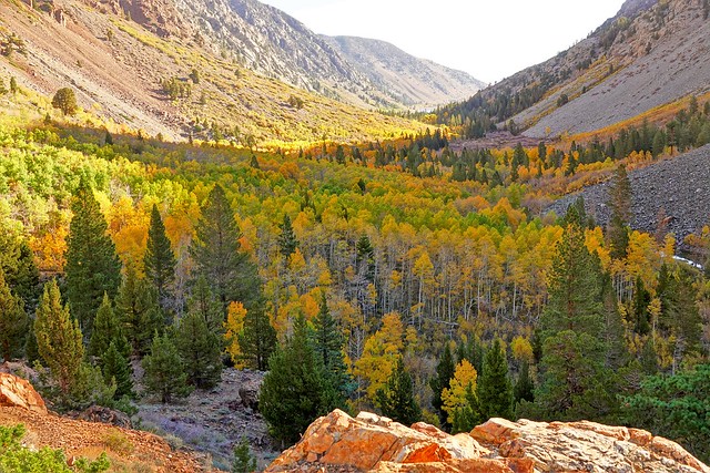 Expansive fall color at Lundy Canyon-Eastern Sierra CA
