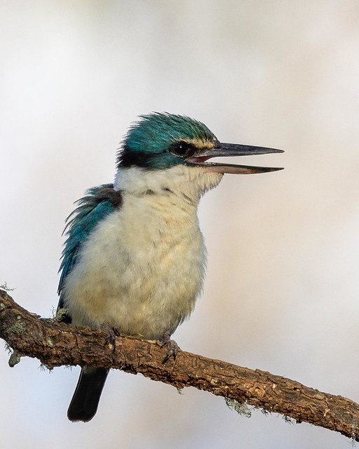 Sacred Kingfisher. I found this beauty near The Cascades in Katoomba. #sacredkingfisher #birdlovers