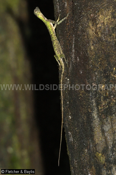 73832 A Black-bearded Gliding Lizard (Draco melanopogon) against a tree trunk in lowland rainforest, Perak, Malaysia.