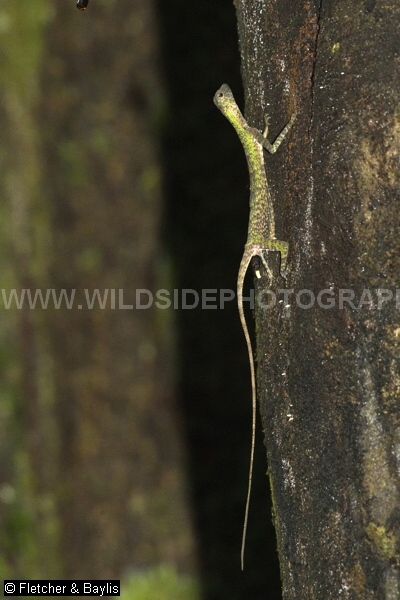 73834 A Black-bearded Gliding Lizard (Draco melanopogon) against a tree trunk in lowland rainforest, Perak, Malaysia.