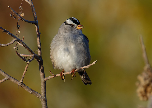 white-crowned sparrow in the golden light