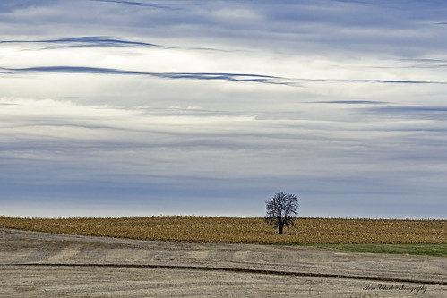solo single landscape landscapephotography landscapes minimalistic solitary solitarytree rural ruralmichigan ruralamerica country countryliving countryside d7500