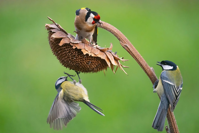 Three little birds fighting for food: European goldfinch  (Cardueli carduelis), Eurasian blue tit (Cynestes aeruleus) and Great tit (Parus major)