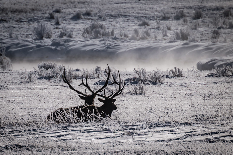Bull Elk - cold morning by the steaming pond