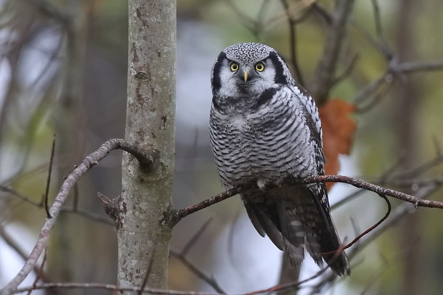 Northern Hawk Owl (Høgeugle), Sparresholm (Explored)
