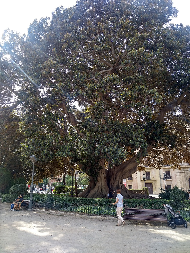 VALENCIA. LA GLORIETA. Ficus. 11-22. 4