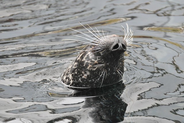 Phoca vitulina - Common seal or Harbour seal - Phoque commun ou Veau marin - 03/03/22