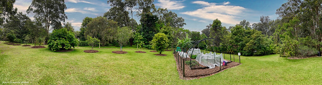 Orchard and Vegetable Garden, Raintrees Native and Rainforest Gardens, Diamond Beach, Mid North Coast, NSW