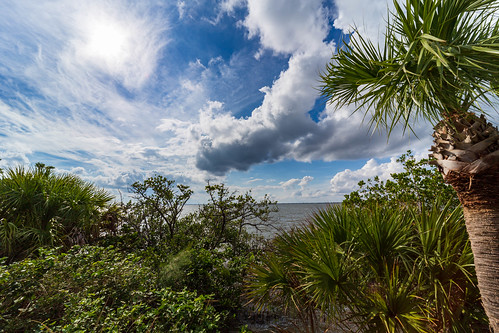 florida unitedstates capecanaveral bananariver palmtree palm bluesky clouds water green plants mangrove