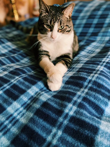Crossed paws 🐾 | by jodispayne.....Mostly off :(