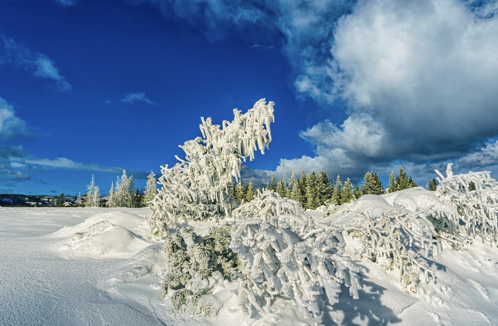 Yellowstone Winter Beauty