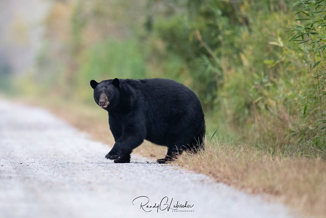 Black Bear of North Carolina | 2022 - 22