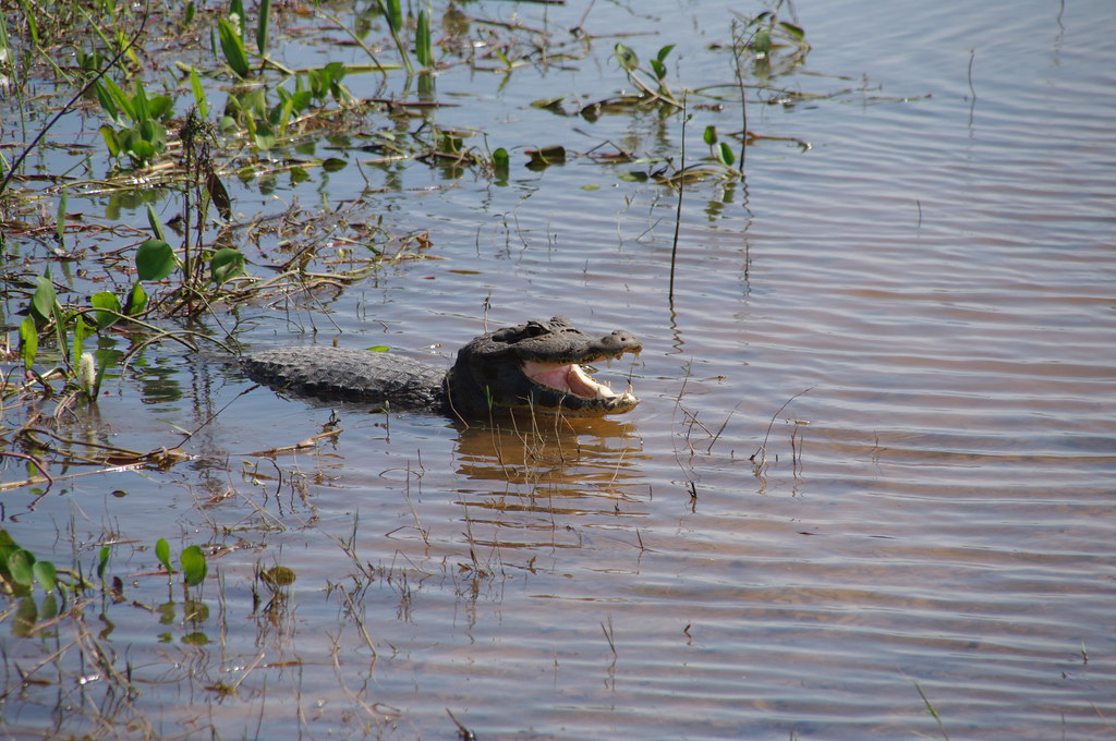 Yacare caiman | (Südliche) Brillenkaiman (Caiman yacare, Syn.: Caiman crocodilus yacara), Brasilien 2010