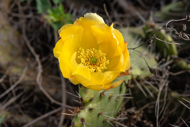 Yellow Cactus Flower at the Bolsa Chica Ecological Reserve